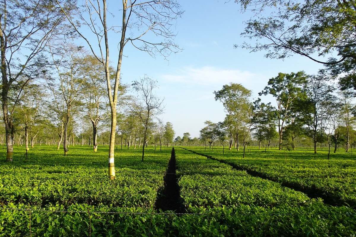 Assam Plantage