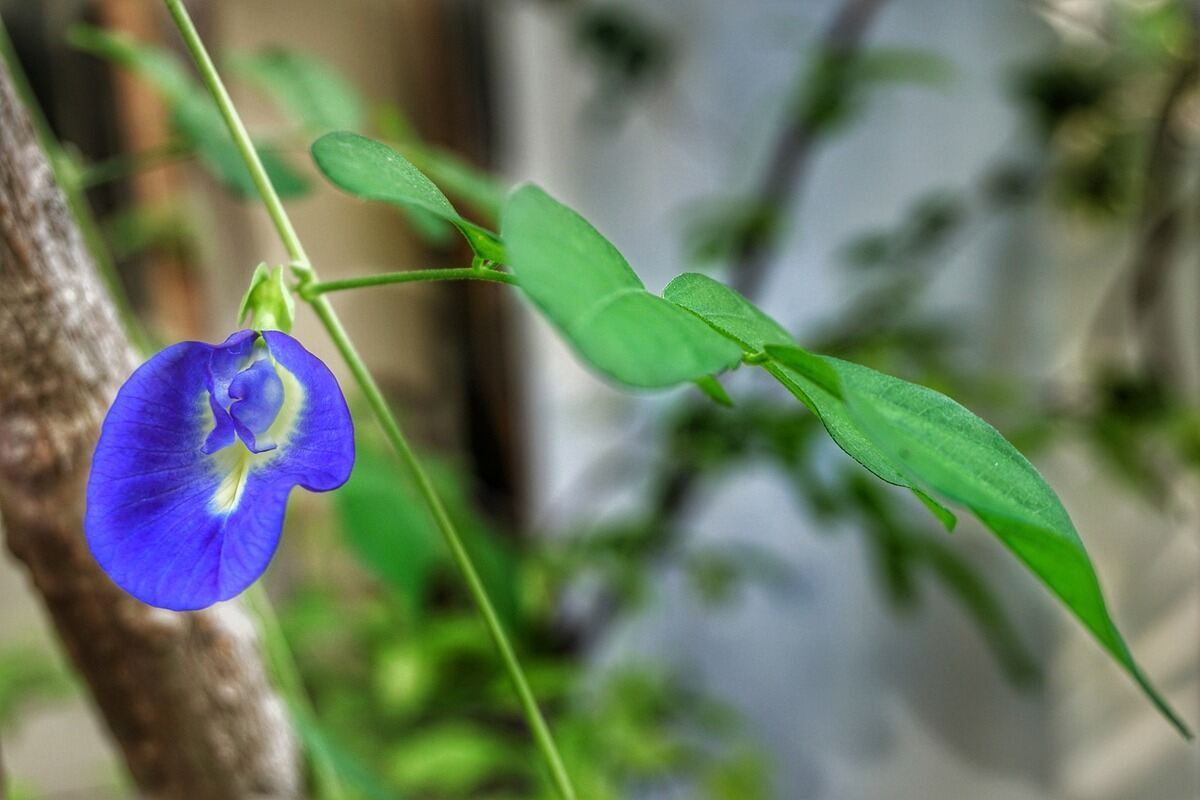 Clitoria Ternata