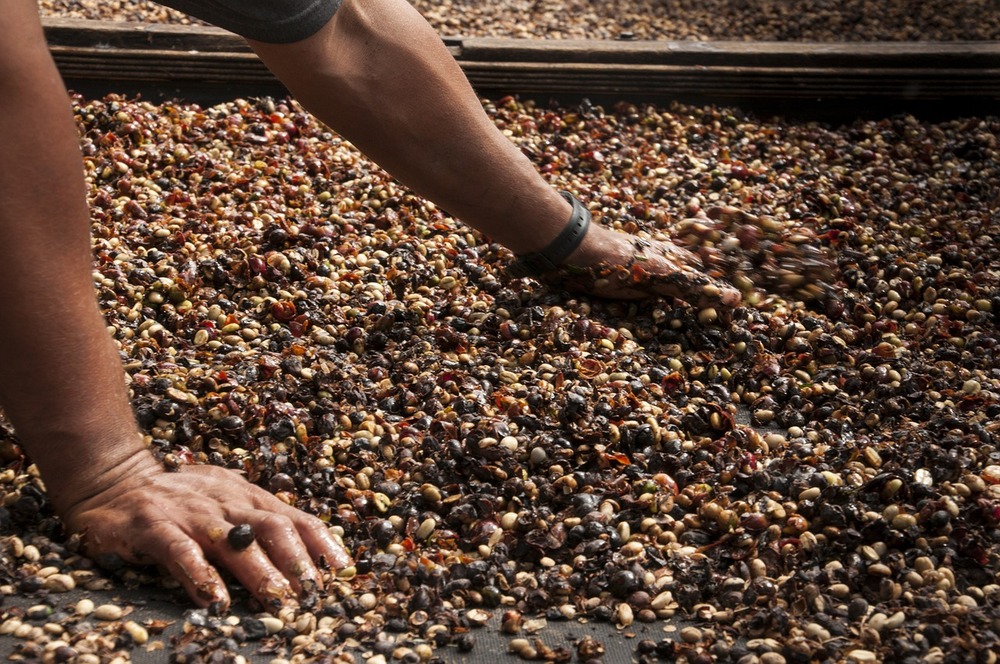 Kaffeeernte