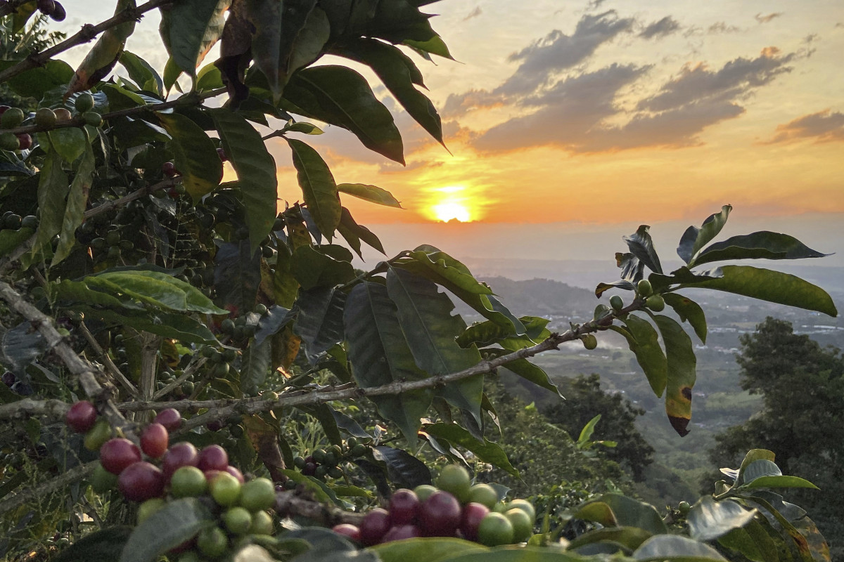 Kaffeeregion Kolumbien