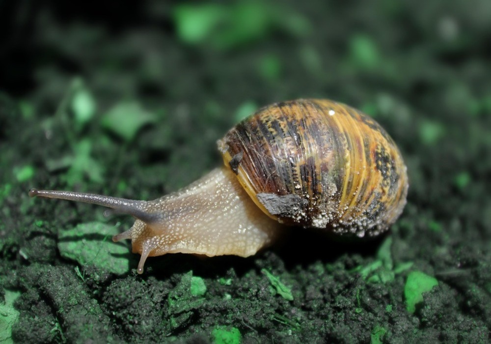 Schnecke Garten