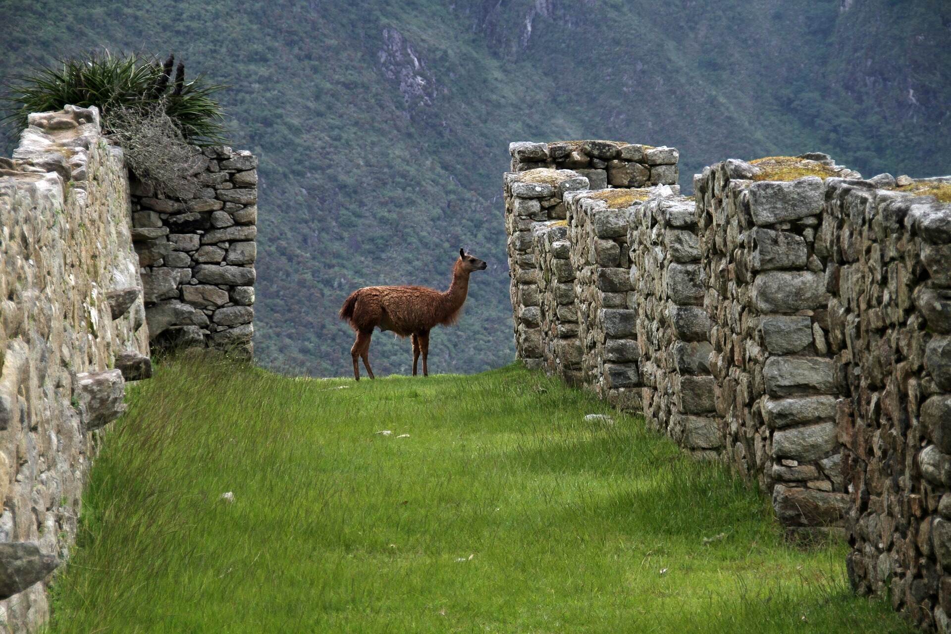 machu-picchu